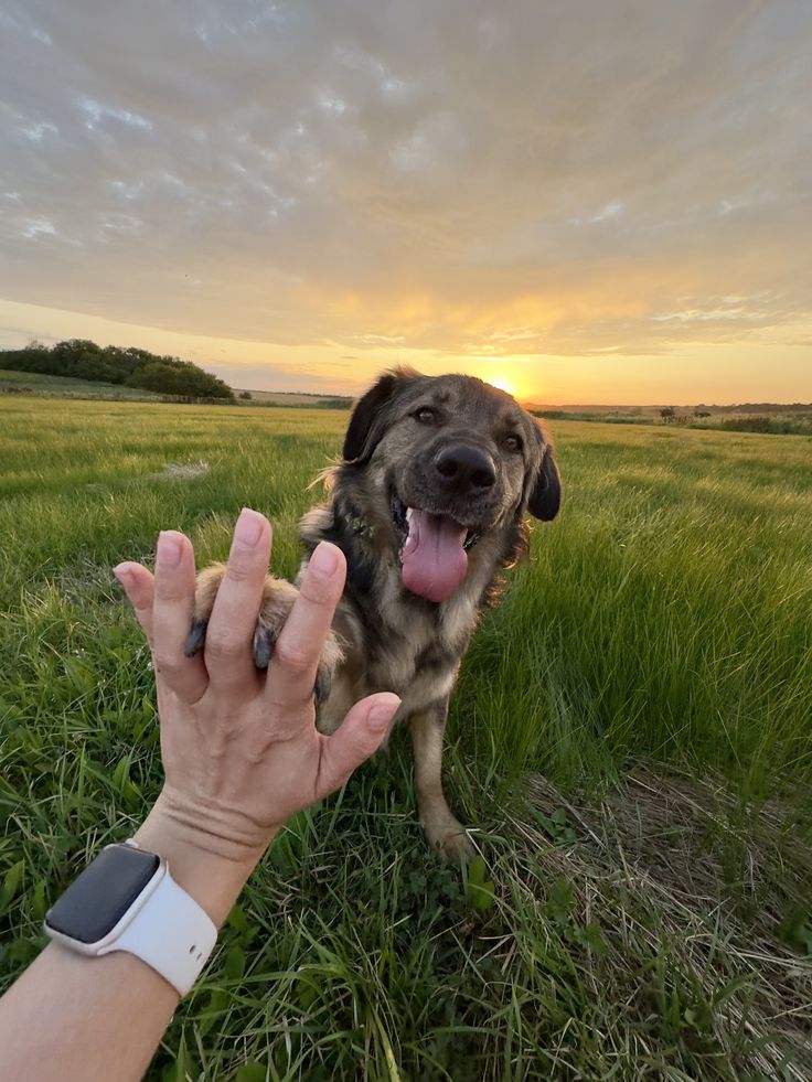 Pet owner enjoying a happy moment with their pet