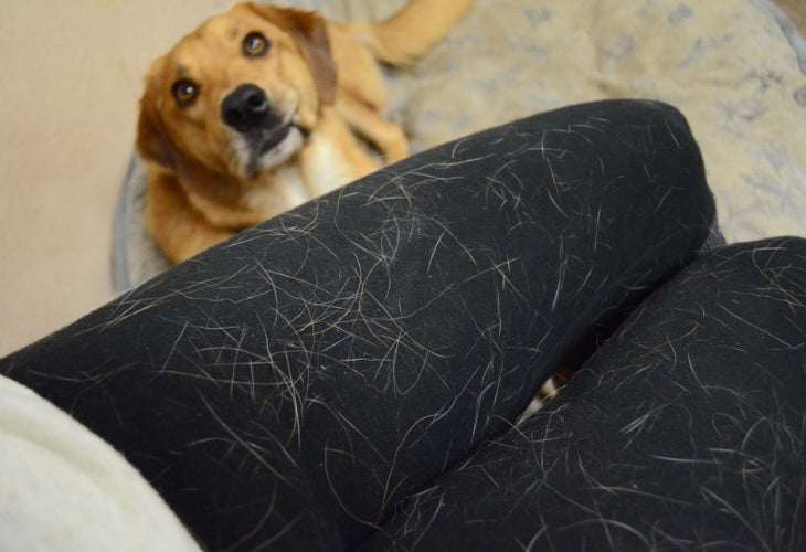 Pet hair on dark fabric